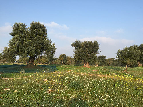 essenza_di_puglia_7.jpg essenza_di_puglia_7.jpg