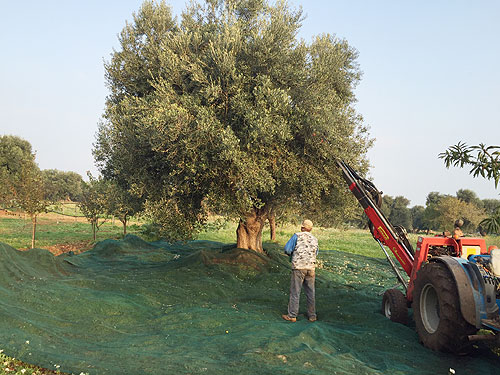 essenza_di_puglia_16.jpg essenza_di_puglia_16.jpg